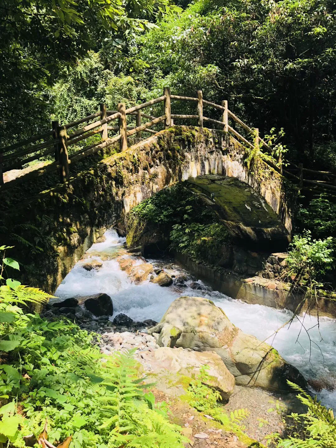 逃离金刚鹦鹉森林